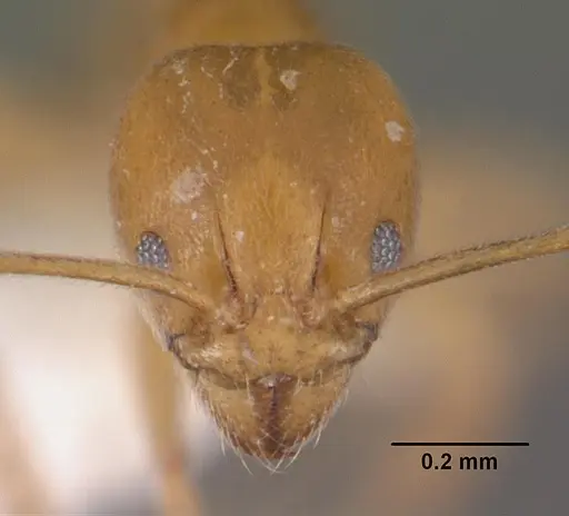 Aneuretus simoni - CASENT0102370