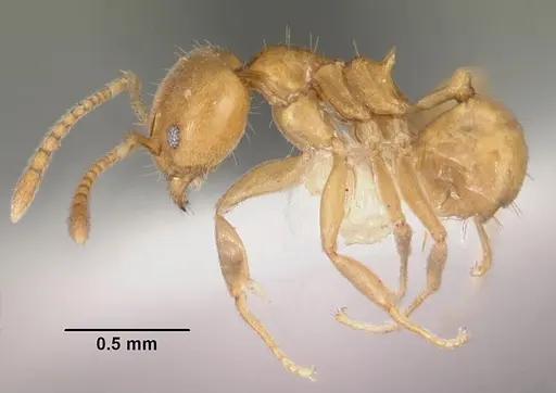 Aneuretus simoni - CASENT0102370