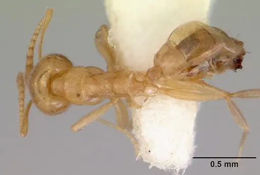 Aneuretus simoni - CASENT0172258