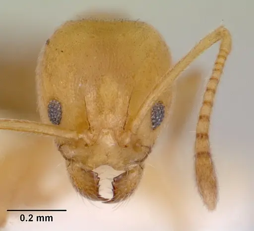 Aneuretus simoni - CASENT0172258