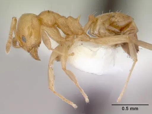 Aneuretus simoni - CASENT0172258