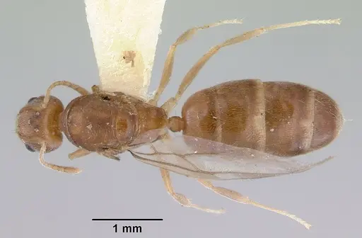 Aneuretus simoni - CASENT0172259