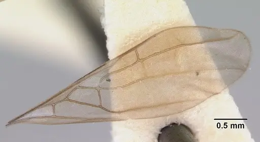 Aneuretus simoni - CASENT0172259