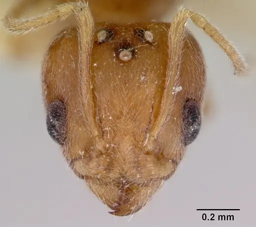 Aneuretus simoni - CASENT0172259