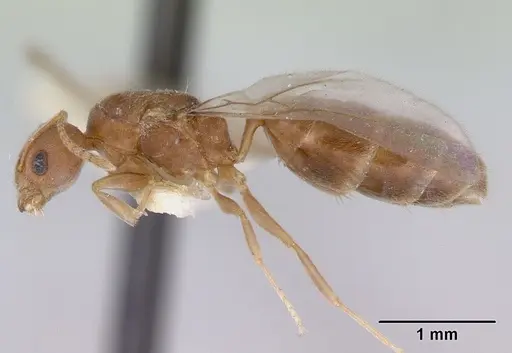 Aneuretus simoni - CASENT0172259