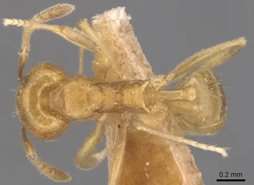 Aneuretus simoni - CASENT0905041