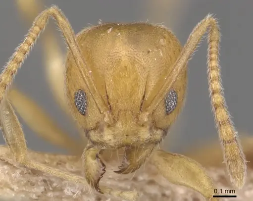 Aneuretus simoni - CASENT0905041