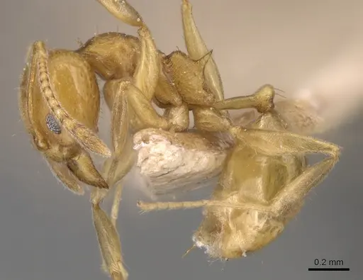 Aneuretus simoni - CASENT0905041