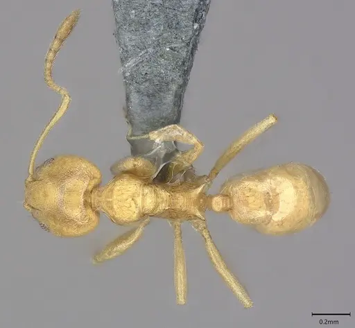 Aneuretus simoni - CASENT4036280