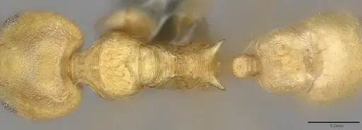 Aneuretus simoni - CASENT4036280