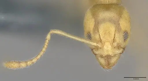 Aneuretus simoni - CASENT4036280