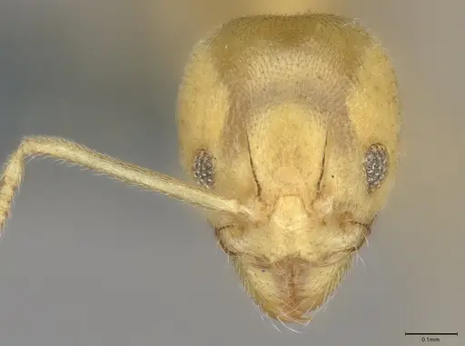 Aneuretus simoni - CASENT4036280