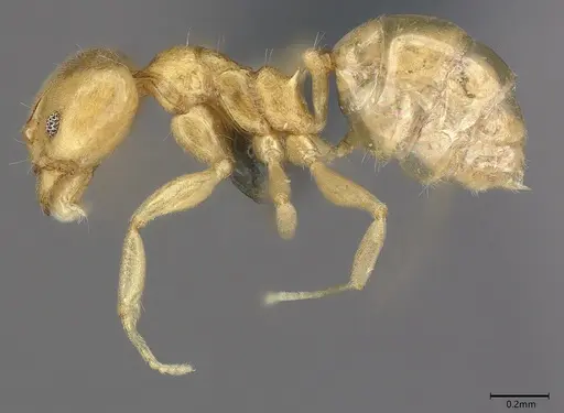 Aneuretus simoni - CASENT4036280