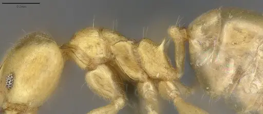 Aneuretus simoni - CASENT4036280