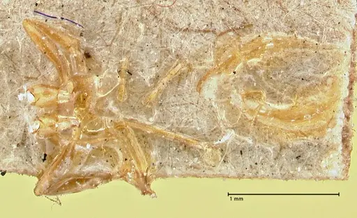 Aneuretus simoni - FOCOL2919