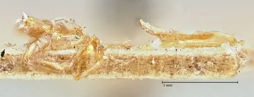 Aneuretus simoni - FOCOL2919