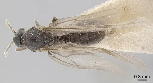 Anillidris bruchi specimen