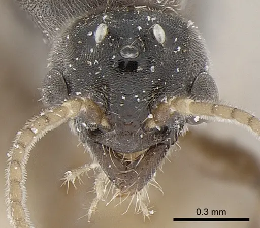 Anillidris bruchi specimen