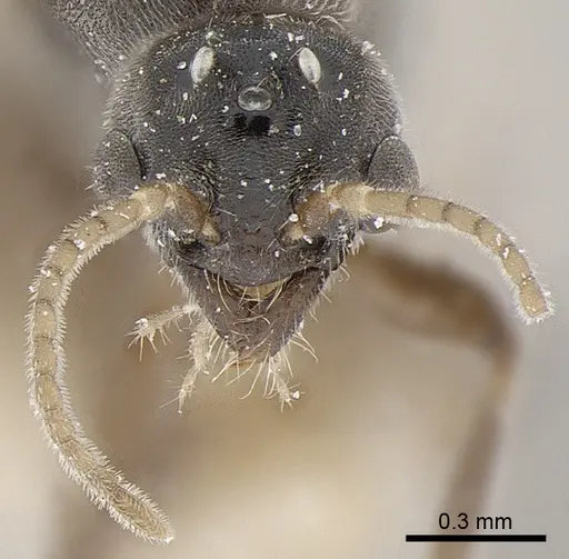 Anillidris bruchi specimen