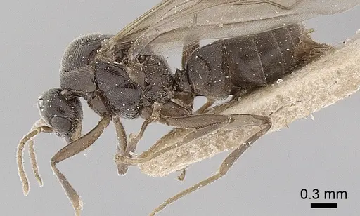 Anillidris bruchi - ANTWEB1008095