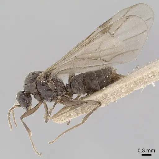 Anillidris bruchi - ANTWEB1008095