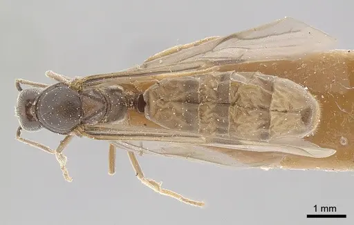 Anillidris bruchi - ANTWEB1008096