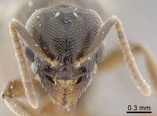 Anillidris bruchi - ANTWEB1008096