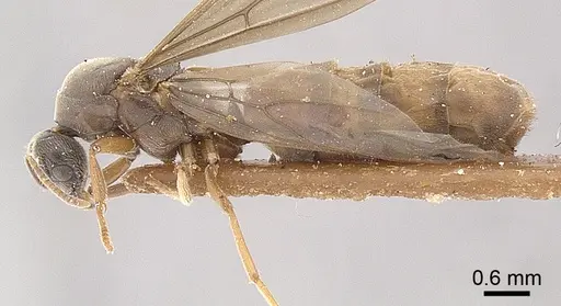 Anillidris bruchi - ANTWEB1008096