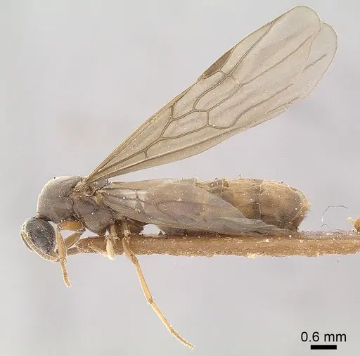 Anillidris bruchi - ANTWEB1008096