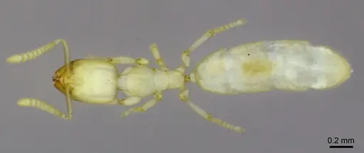 Anillidris bruchi - ANTWEB1008097