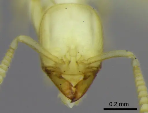 Anillidris bruchi - ANTWEB1008097