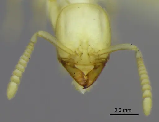 Anillidris bruchi - ANTWEB1008097