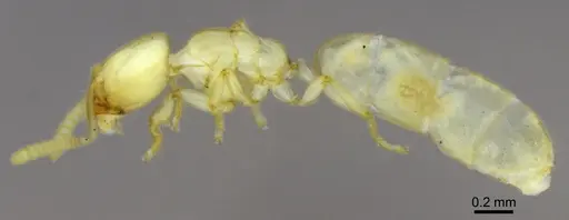 Anillidris bruchi - ANTWEB1008097