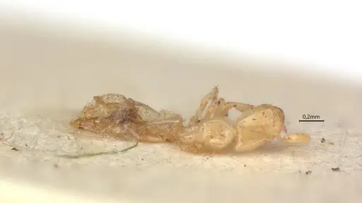 Anillidris bruchi - CASENT0731227