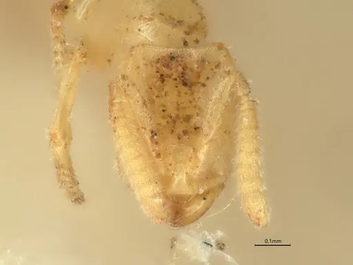 Anillidris bruchi - CASENT0731227