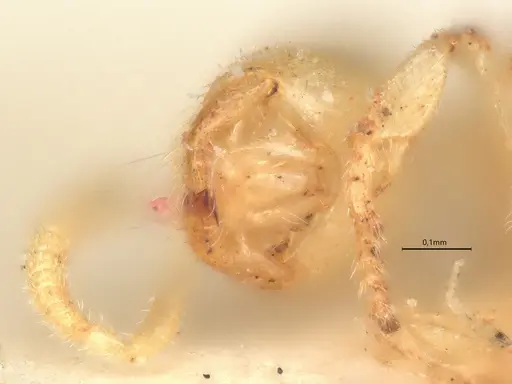 Anillidris bruchi - CASENT0731227