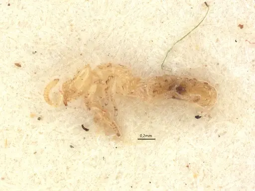 Anillidris bruchi - CASENT0731227