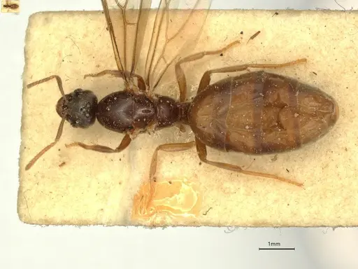 Anillidris bruchi - CASENT0731228