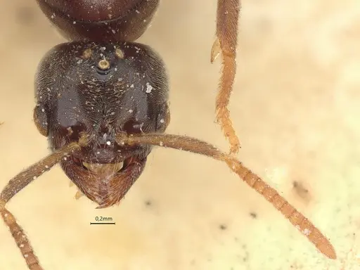 Anillidris bruchi - CASENT0731228