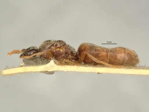 Anillidris bruchi - CASENT0731228