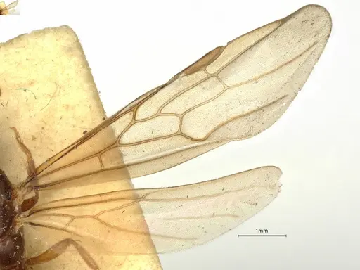 Anillidris bruchi - CASENT0731228