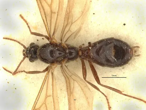 Anillidris bruchi - CASENT0731229