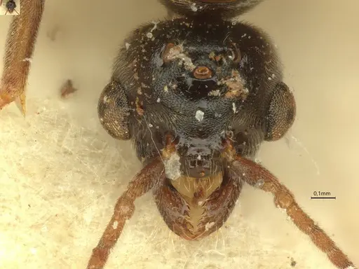 Anillidris bruchi - CASENT0731229