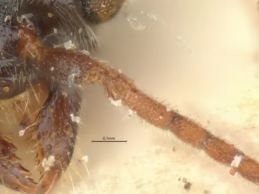 Anillidris bruchi - CASENT0731229