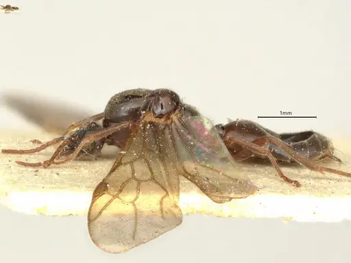 Anillidris bruchi - CASENT0731229