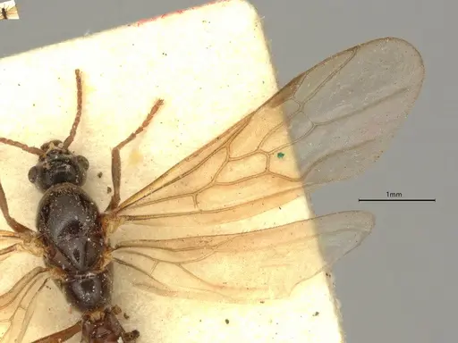 Anillidris bruchi - CASENT0731229