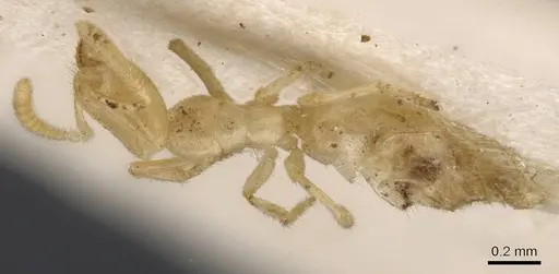 Anillidris bruchi - CASENT0911457