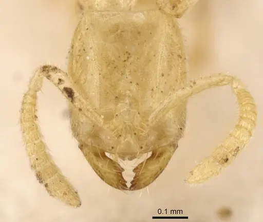 Anillidris bruchi - CASENT0911457