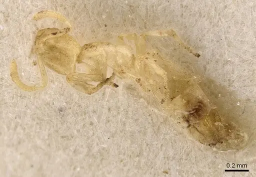 Anillidris bruchi - CASENT0911457