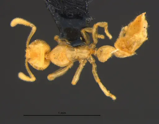 Anillidris bruchi - MZSPHYM0144335